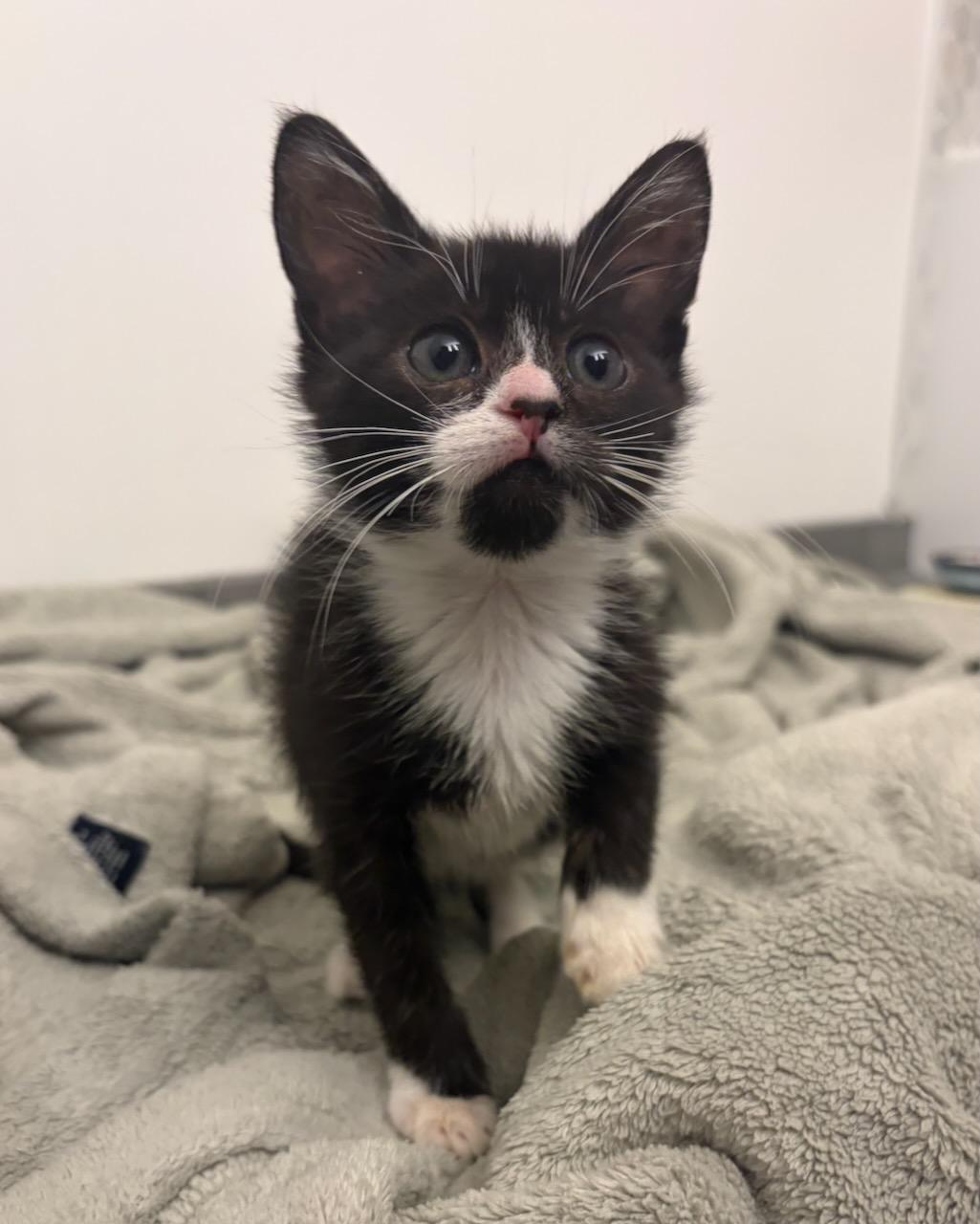 Emilio, a Adoptable Domestic Short Hair in San Francisco, CA image 3/6