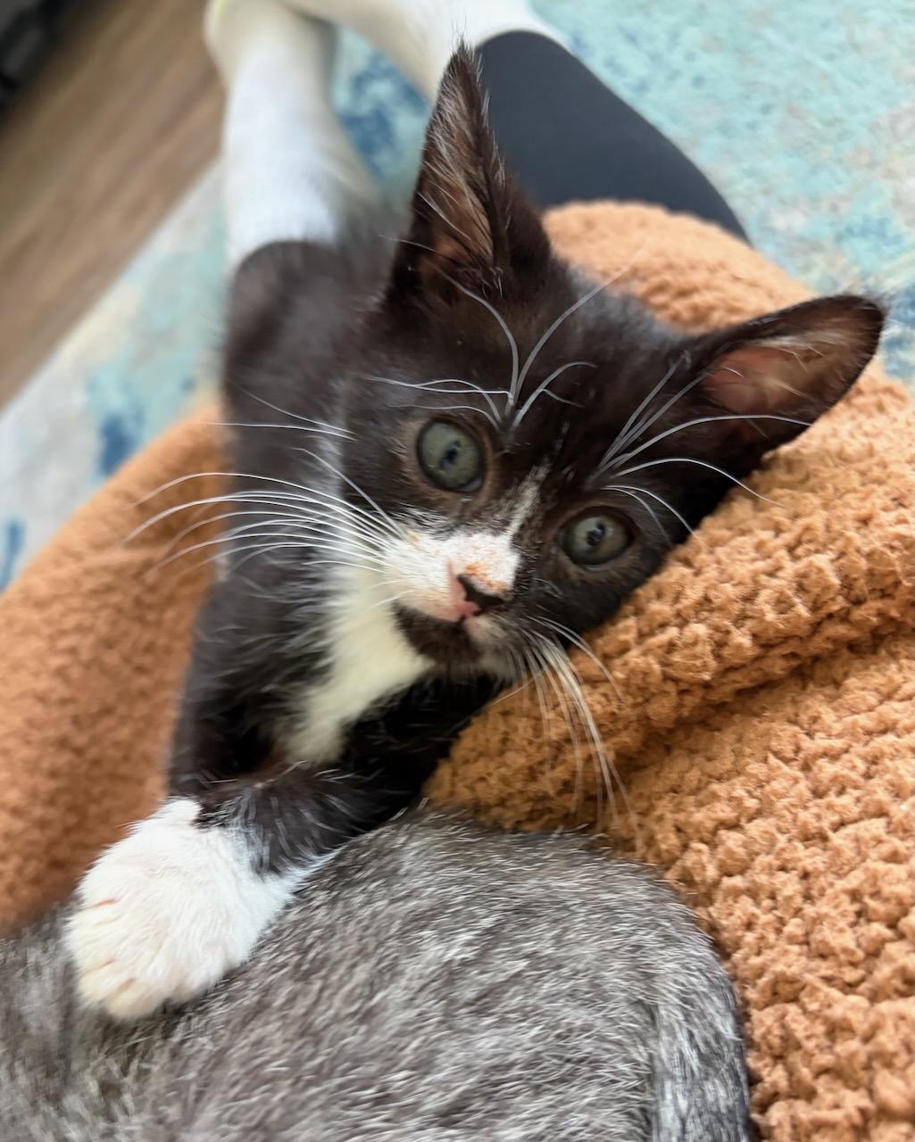 Emilio, a Adoptable Domestic Short Hair in San Francisco, CA image 4/6
