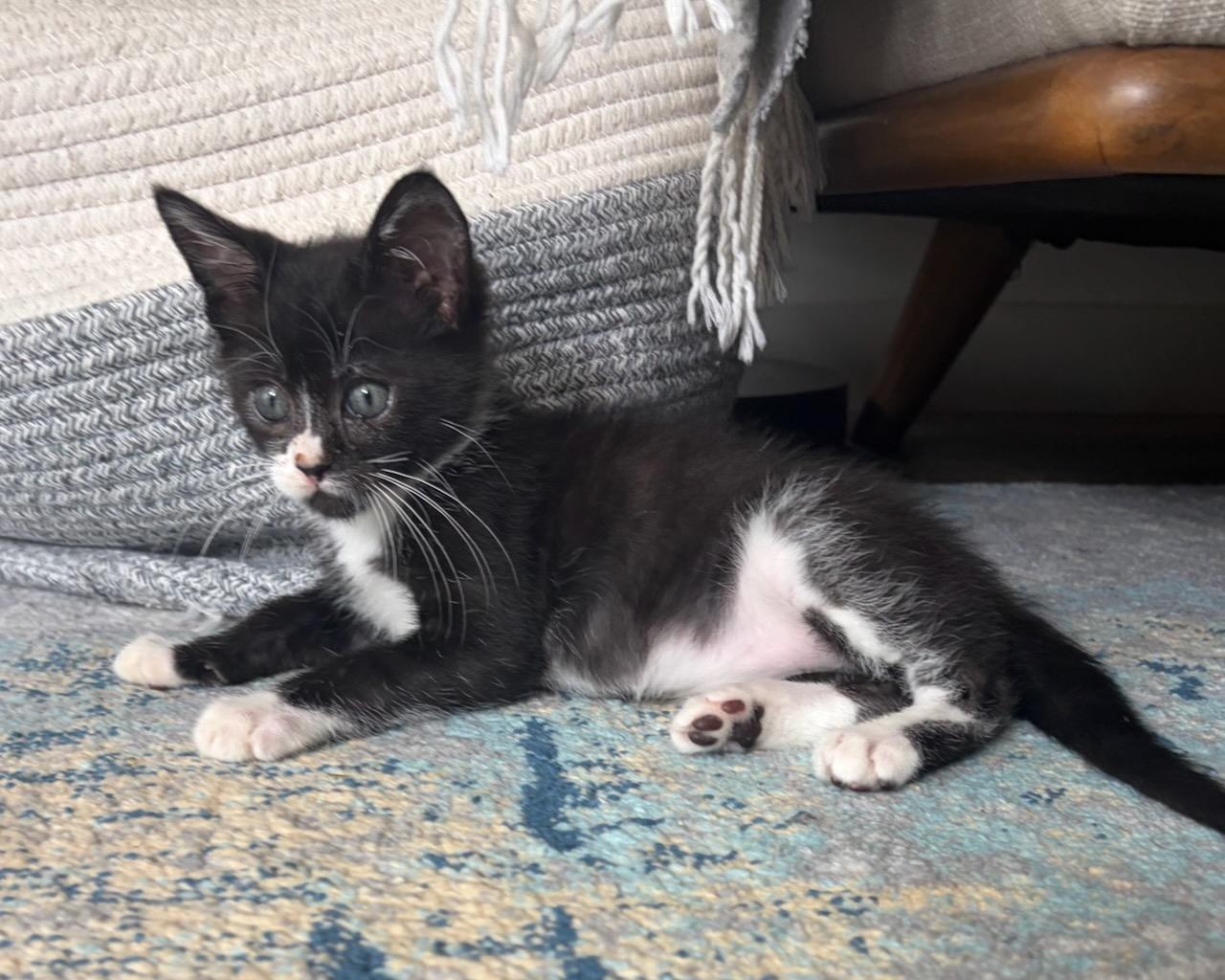 Emilio, a Adoptable Domestic Short Hair in San Francisco, CA image 6/6
