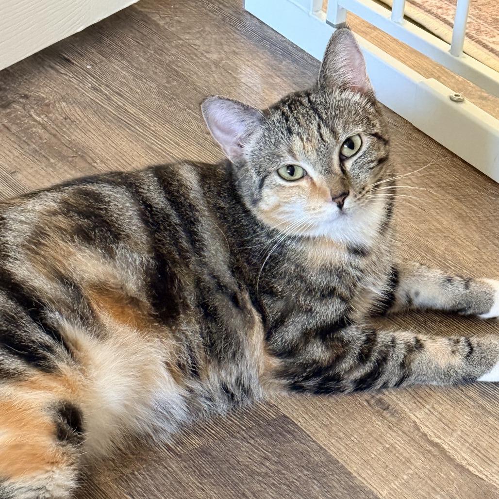Reina, Adoptable, Young Female Domestic Short Hair.