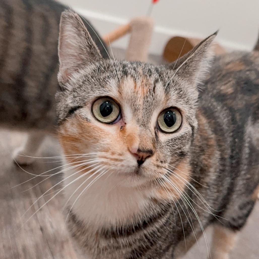 Enlarge Reina, a Adoptable Domestic Short Hair in Long Beach, CA image 2/6