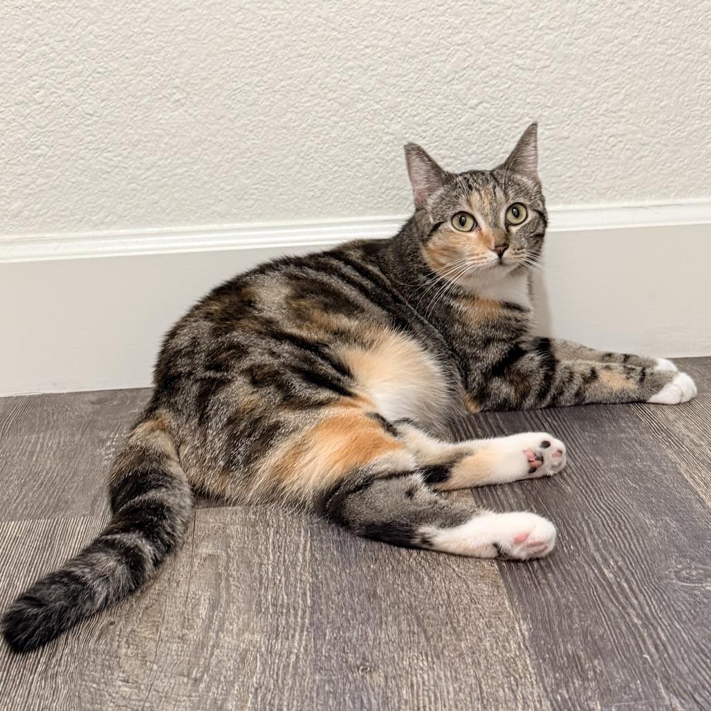Enlarge Reina, a Adoptable Domestic Short Hair in Long Beach, CA image 3/6