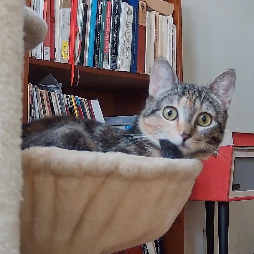 Enlarge Reina, a Adoptable Domestic Short Hair in Long Beach, CA image 4/6
