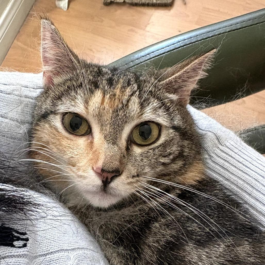 Enlarge Reina, a Adoptable Domestic Short Hair in Long Beach, CA image 5/6