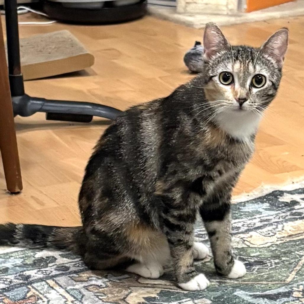 Enlarge Reina, a Adoptable Domestic Short Hair in Long Beach, CA image 6/6