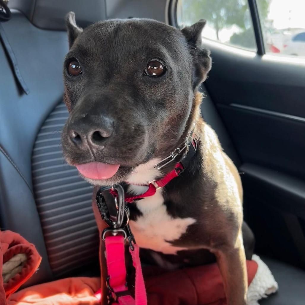 Miriam (reduced rover), a Adoptable mixed breed in New Orleans, LA image 1/6