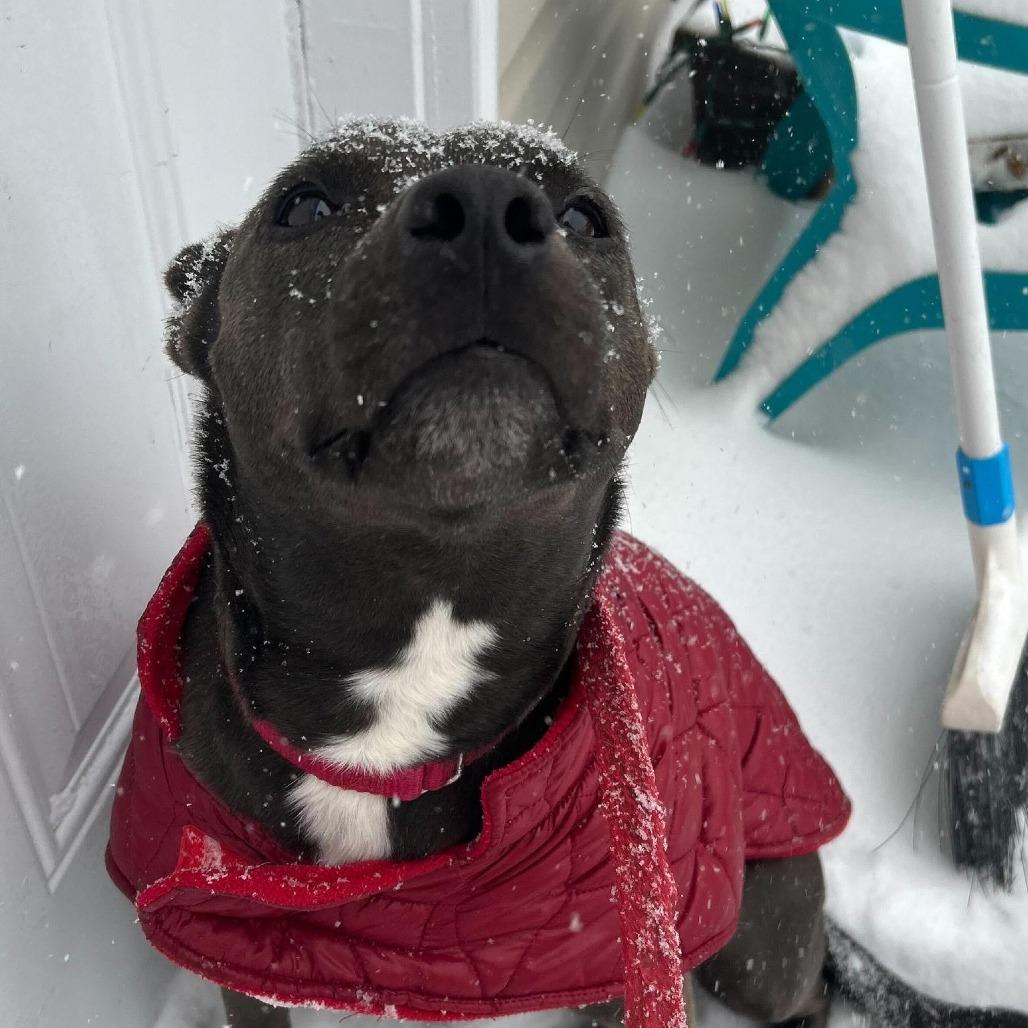Miriam (reduced rover), a Adoptable mixed breed in New Orleans, LA image 2/6