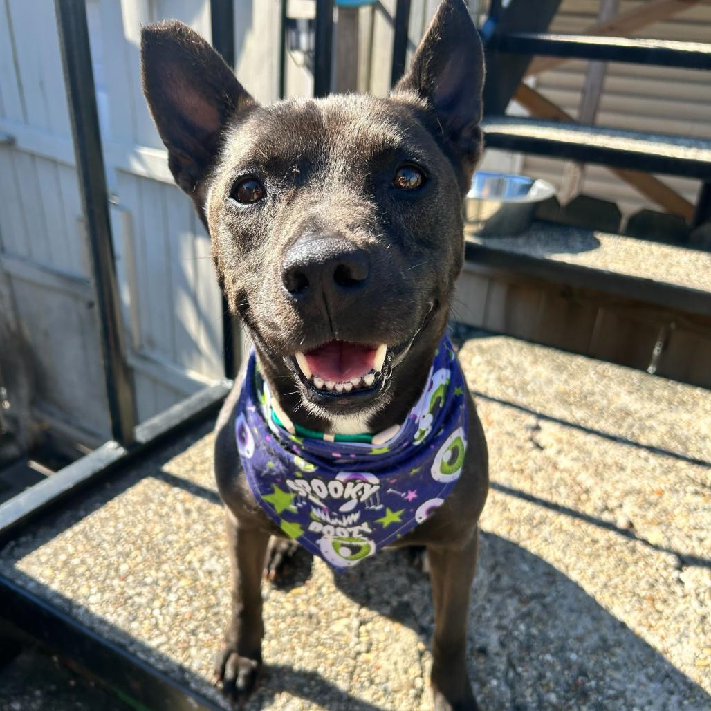 Miriam (reduced rover), a Adoptable mixed breed in New Orleans, LA image 3/6