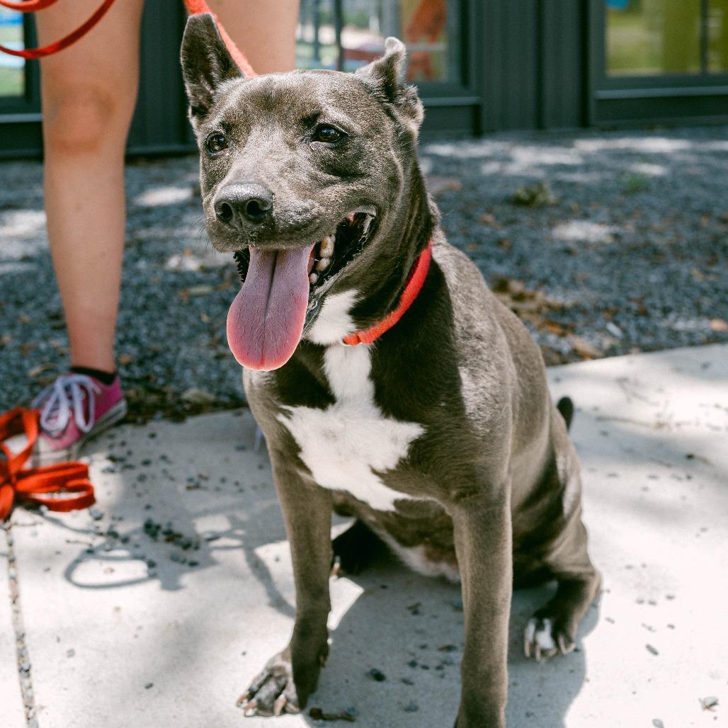 Miriam (reduced rover), a Adoptable mixed breed in New Orleans, LA image 4/6