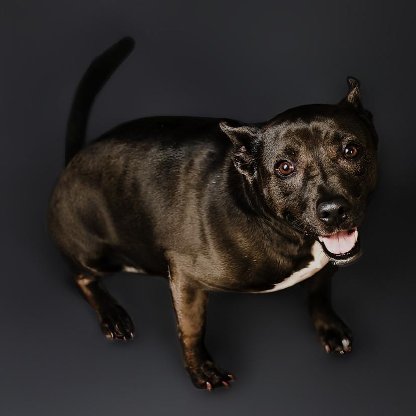 Miriam (reduced rover), a Adoptable mixed breed in New Orleans, LA image 5/6