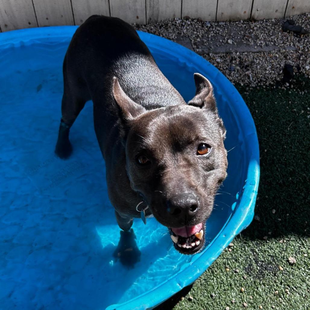 Miriam (reduced rover), a Adoptable mixed breed in New Orleans, LA image 6/6