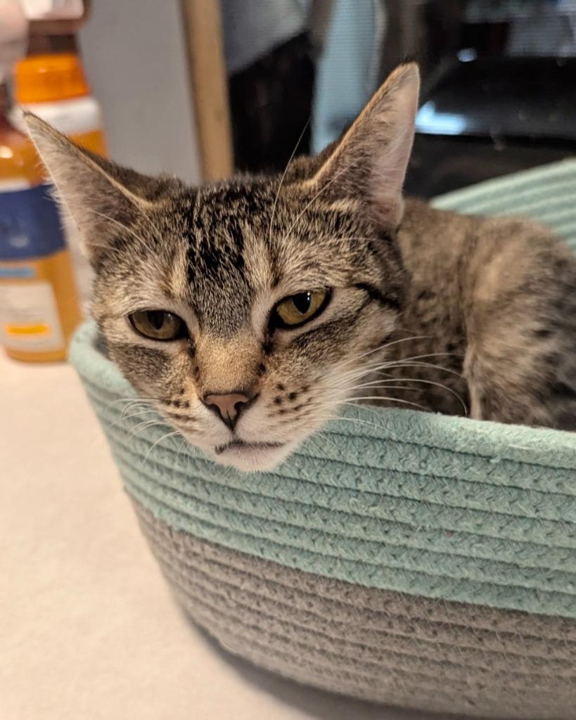 Laney, Adoptable, Young Female Domestic Short Hair.