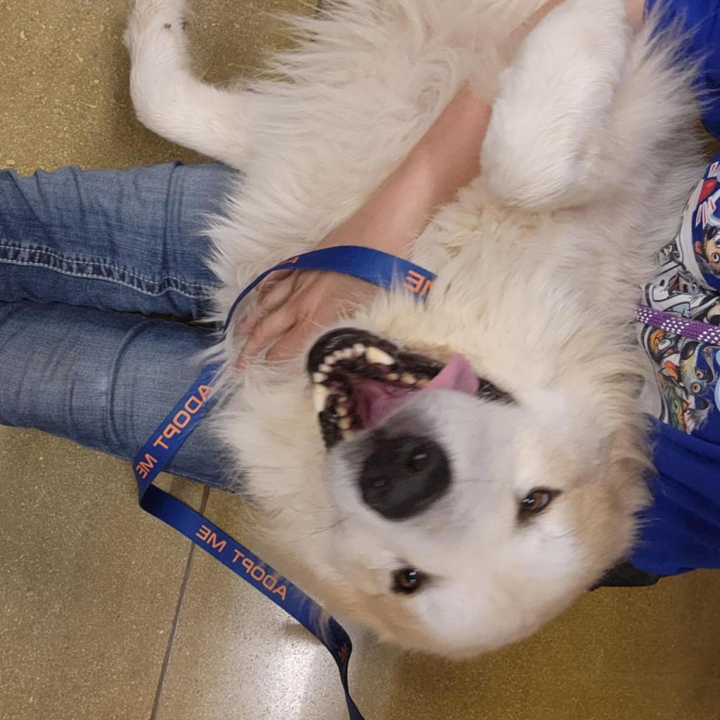 Dog for adoption Kodiak JuM, a Great Pyrenees & Anatolian Shepherd