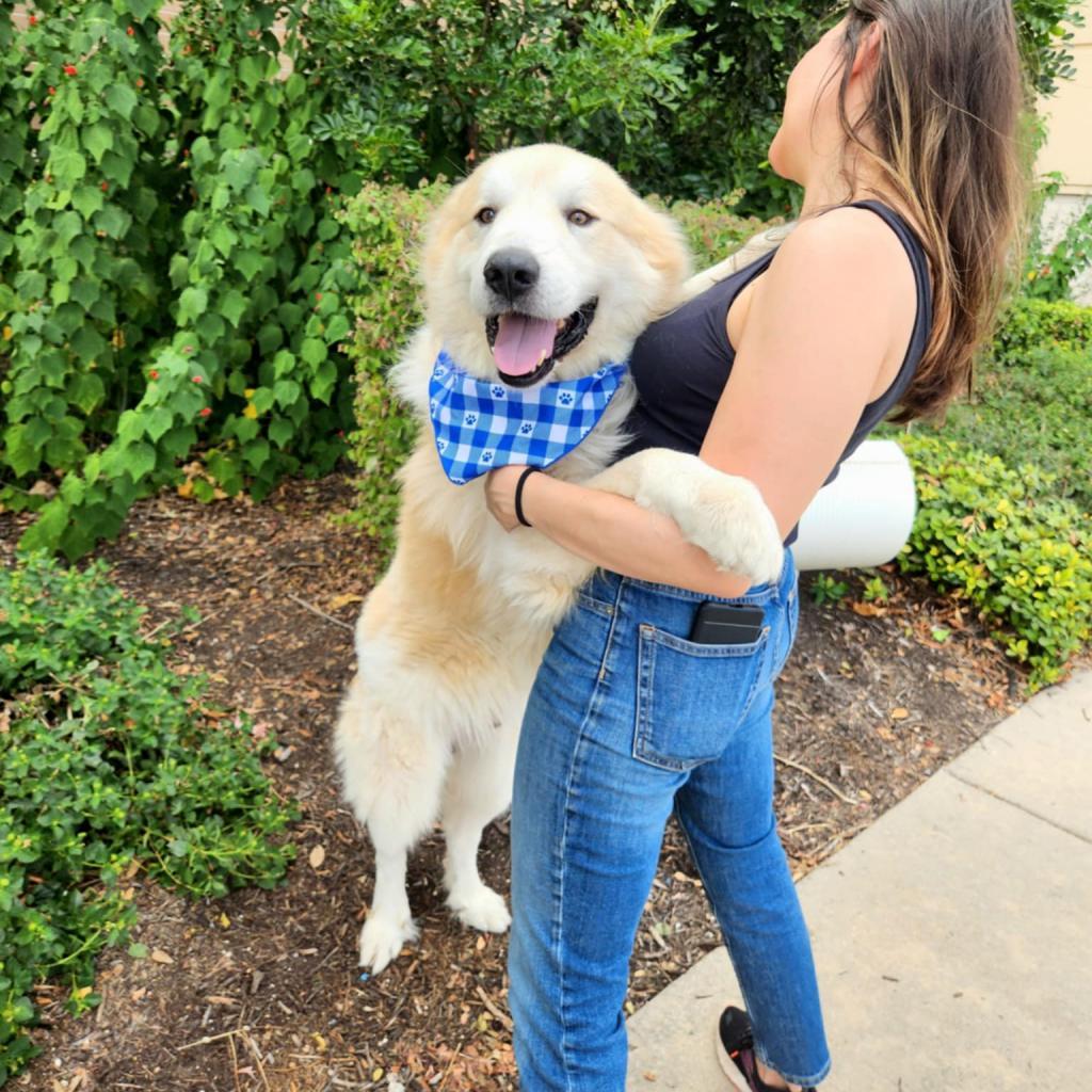 Dog for adoption Kodiak JuM, a Great Pyrenees & Anatolian Shepherd