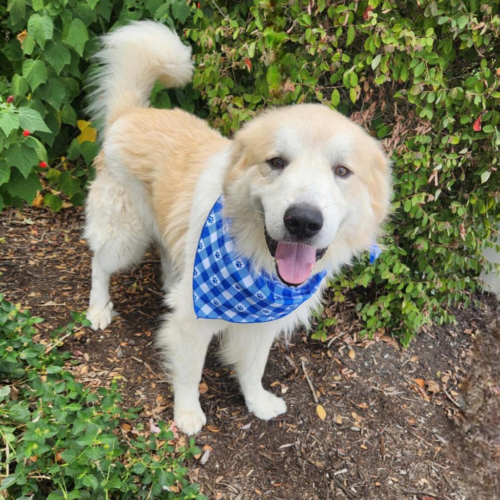Dog for adoption Kodiak JuM, a Great Pyrenees & Anatolian Shepherd
