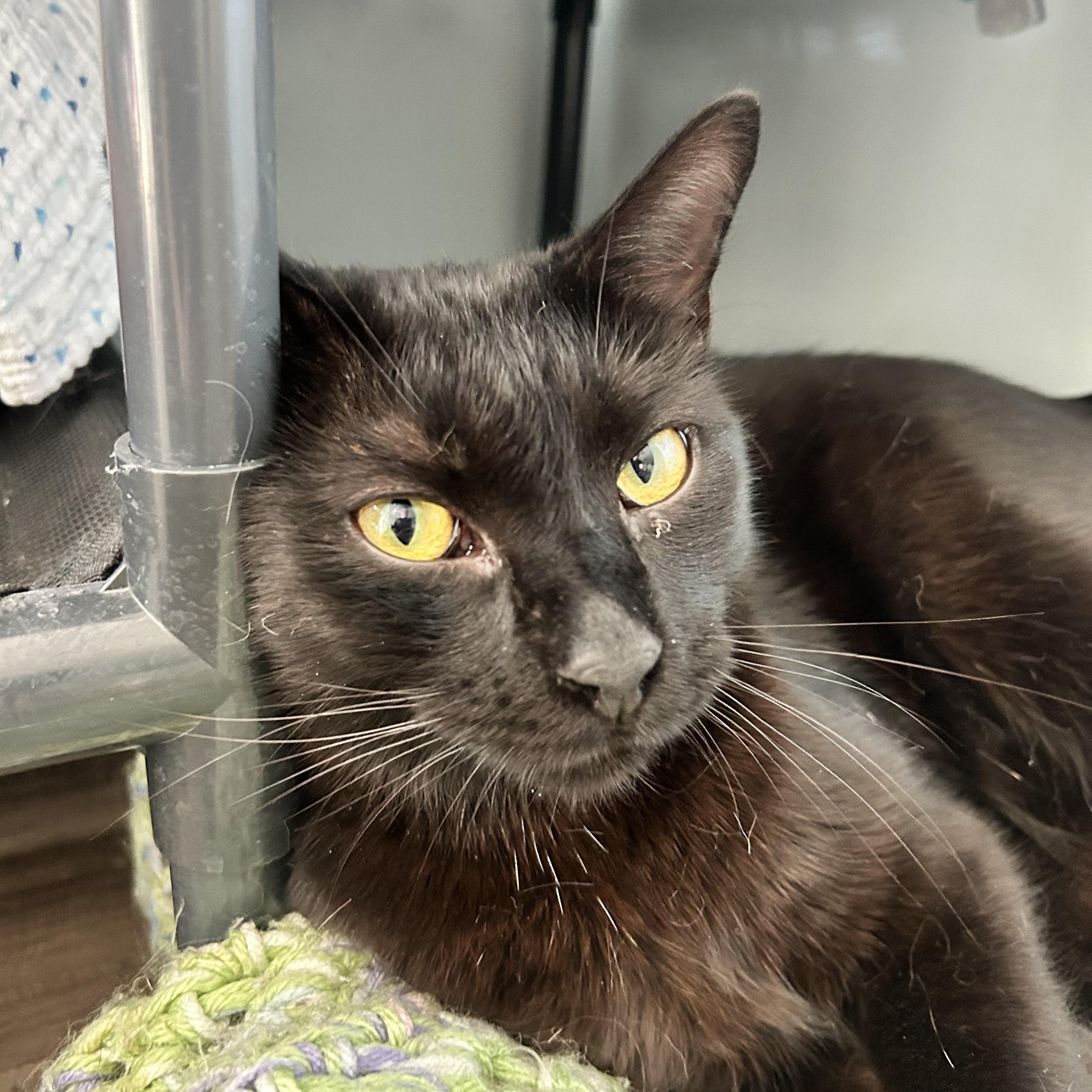 Tonka - CHOW HOUND, a Adoptable Domestic Short Hair in Grand Rapids, MI image 3/6