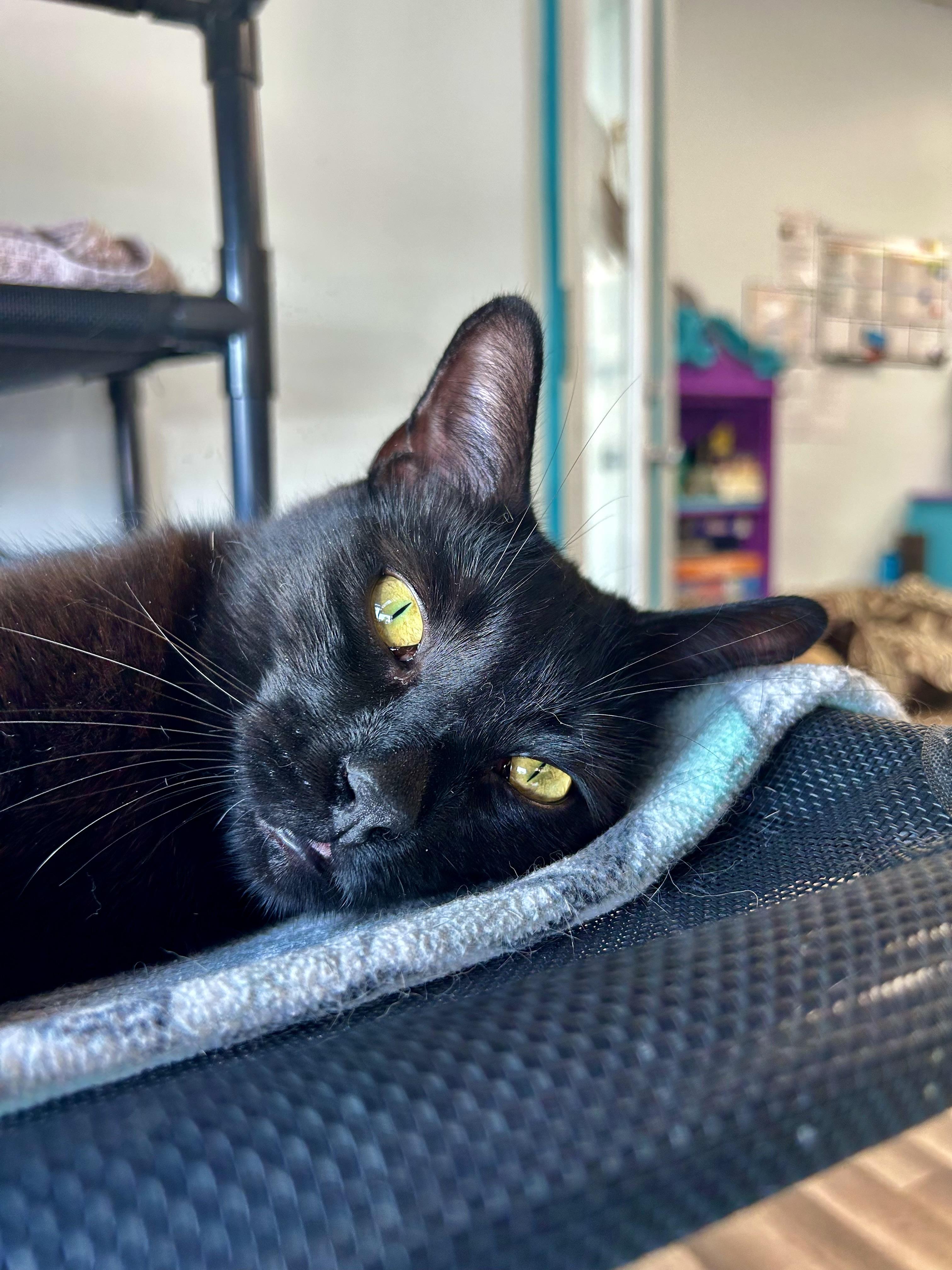 Tonka - CHOW HOUND, a Adoptable Domestic Short Hair in Grand Rapids, MI image 6/6
