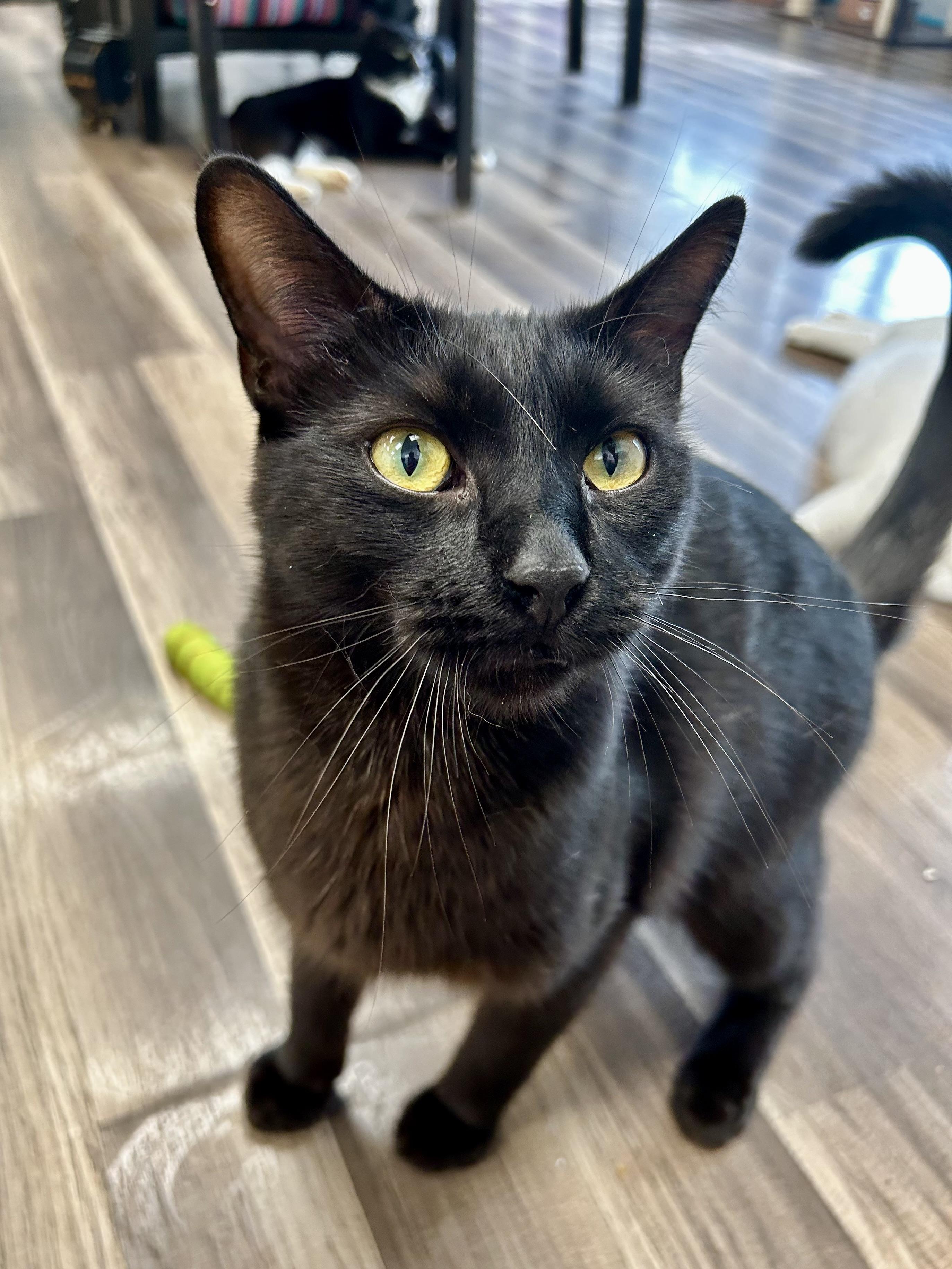 Tonka - CHOW HOUND, a Adoptable Domestic Short Hair in Grand Rapids, MI image 2/6