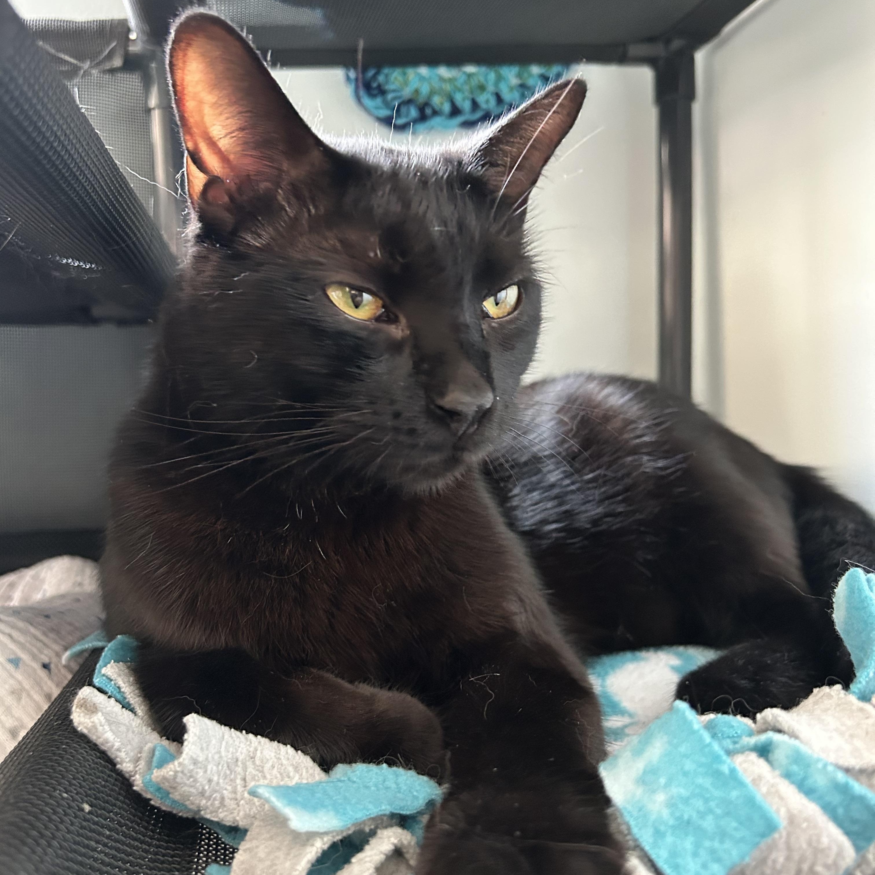 Tonka - CHOW HOUND, a Adoptable Domestic Short Hair in Grand Rapids, MI image 5/6