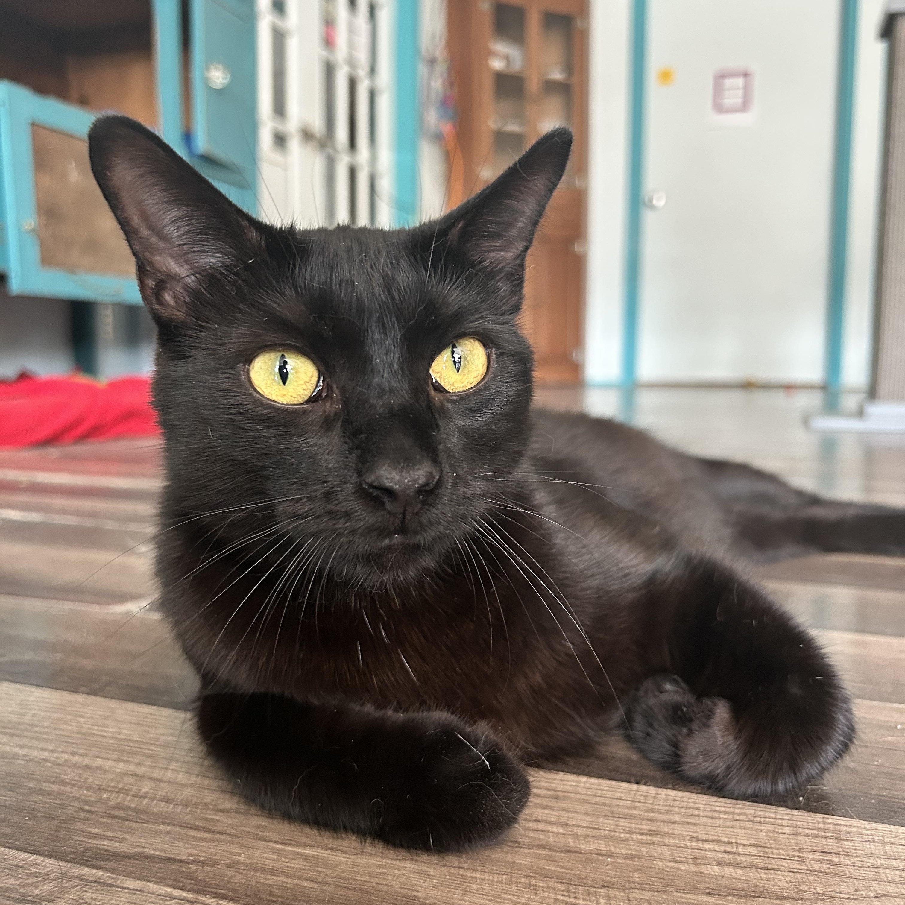 Tonka - CHOW HOUND, a Adoptable Domestic Short Hair in Grand Rapids, MI image 1/6