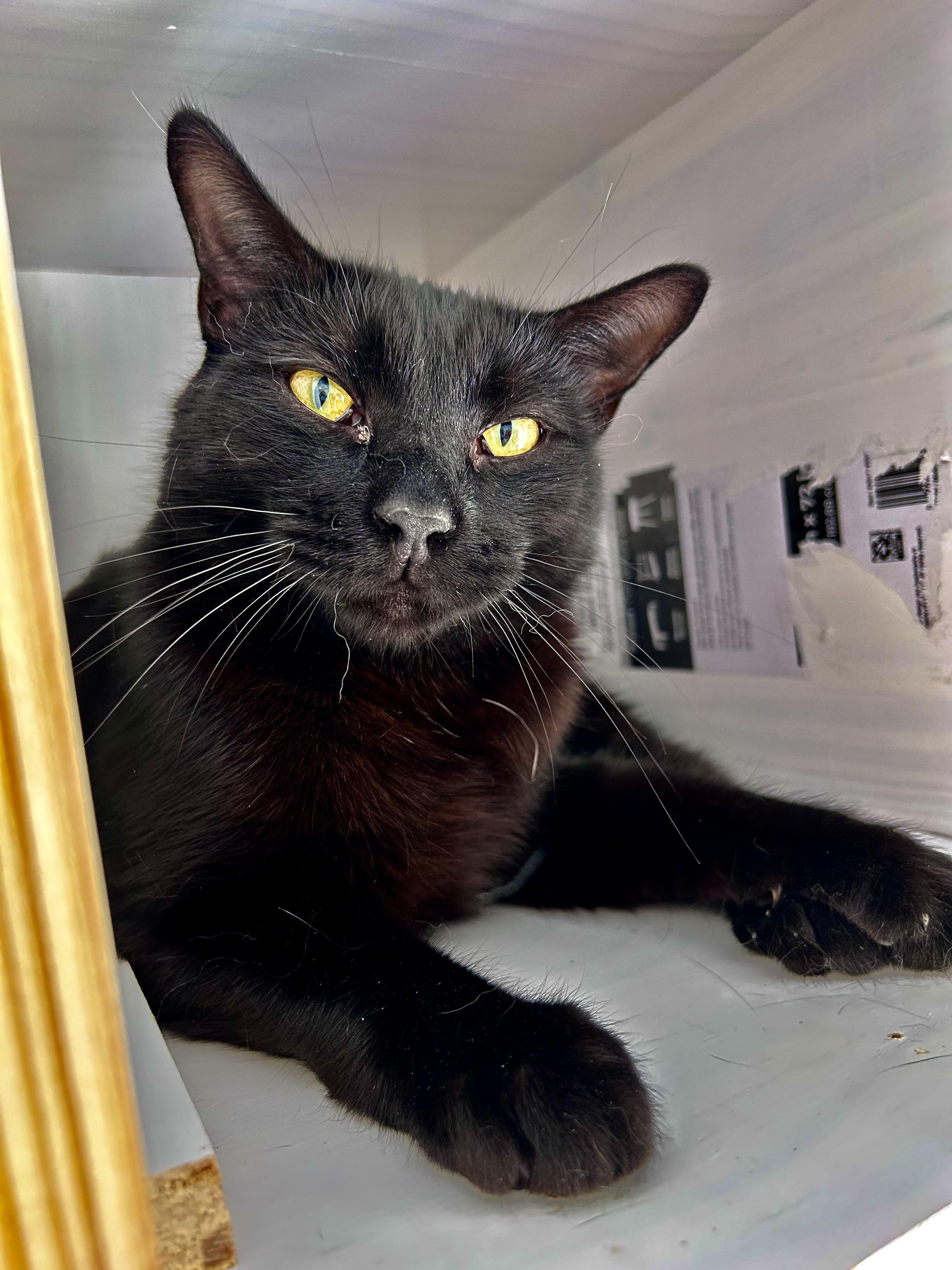 Tonka - CHOW HOUND, a Adoptable Domestic Short Hair in Grand Rapids, MI image 4/6