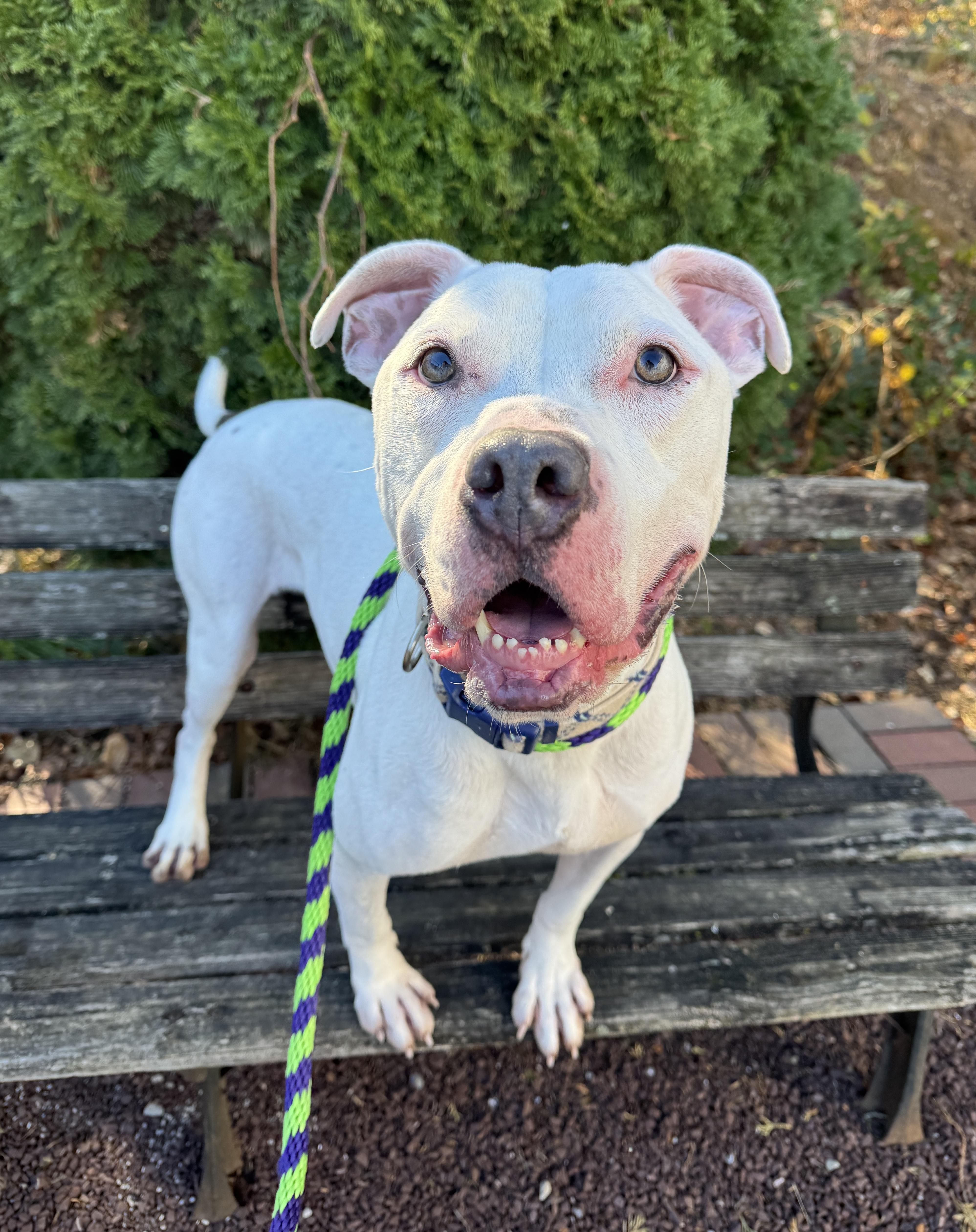 Enlarge Mojo, a Adoptable Pit Bull Terrier in Philadelphia, PA image 1/3