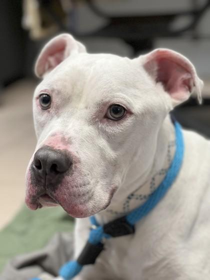Mojo, Adoptable, Adult Male Pit Bull Terrier.