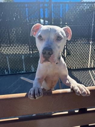 Enlarge Mojo, a Adoptable Pit Bull Terrier in Philadelphia, PA image 3/3