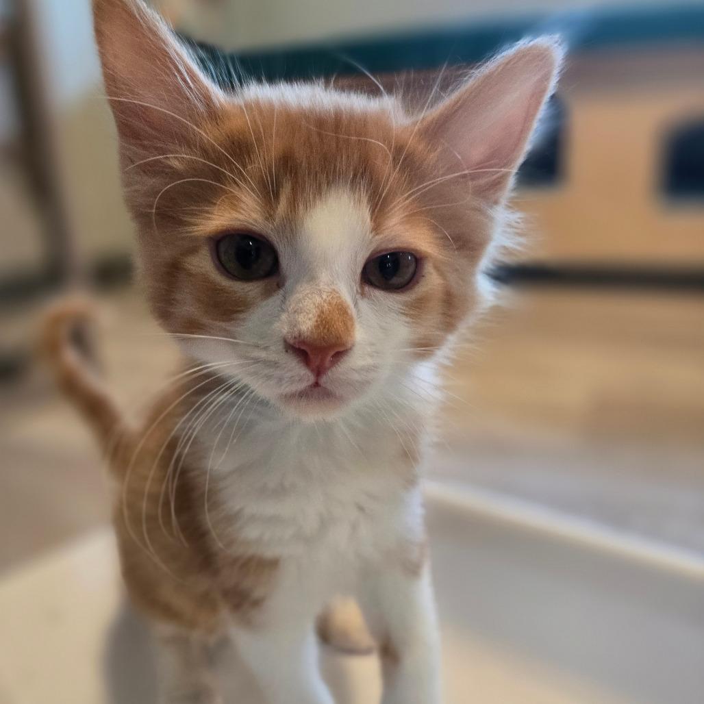 Kumquat, Adoptable, Kitten Male Domestic Long Hair.
