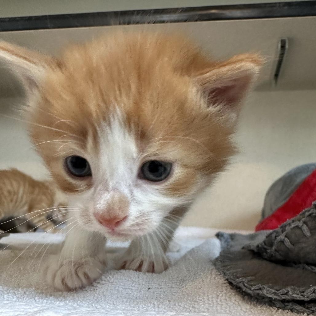 Kumquat, a Adoptable Domestic Long Hair in Durango, CO image 2/4