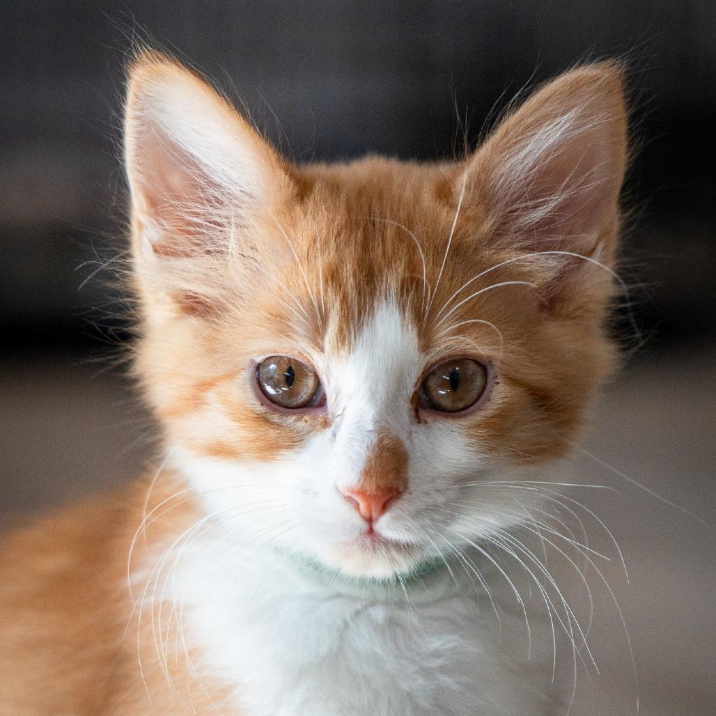 Kumquat, a Adoptable Domestic Long Hair in Durango, CO image 3/4