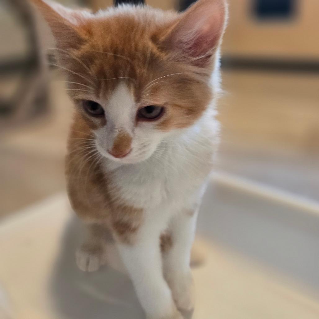 Kumquat, a Adoptable Domestic Long Hair in Durango, CO image 4/4