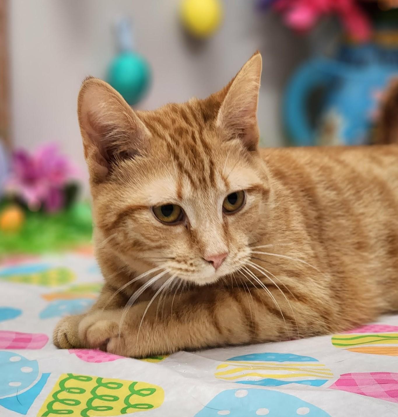 Enlarge Miss, an adopted mixed breed in Wedowee, AL image 3/6