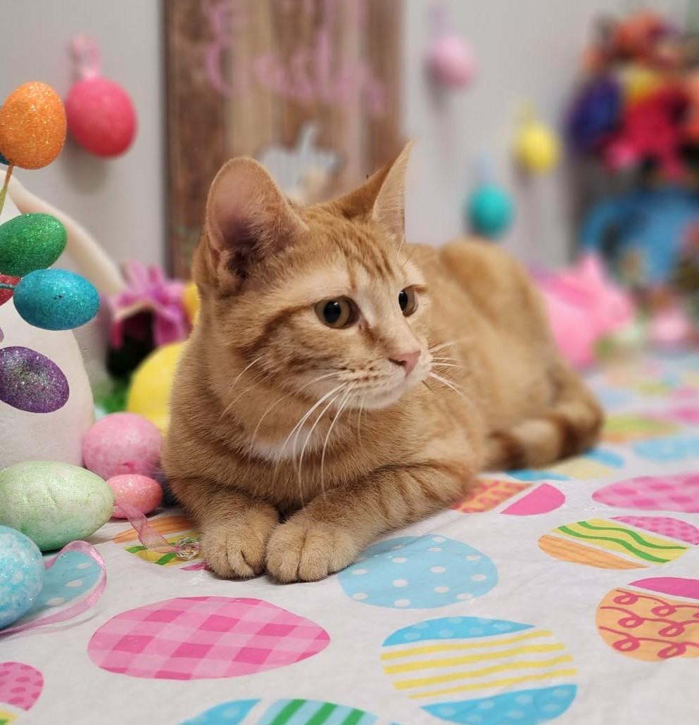 Enlarge Miss, an adopted mixed breed in Wedowee, AL image 5/6