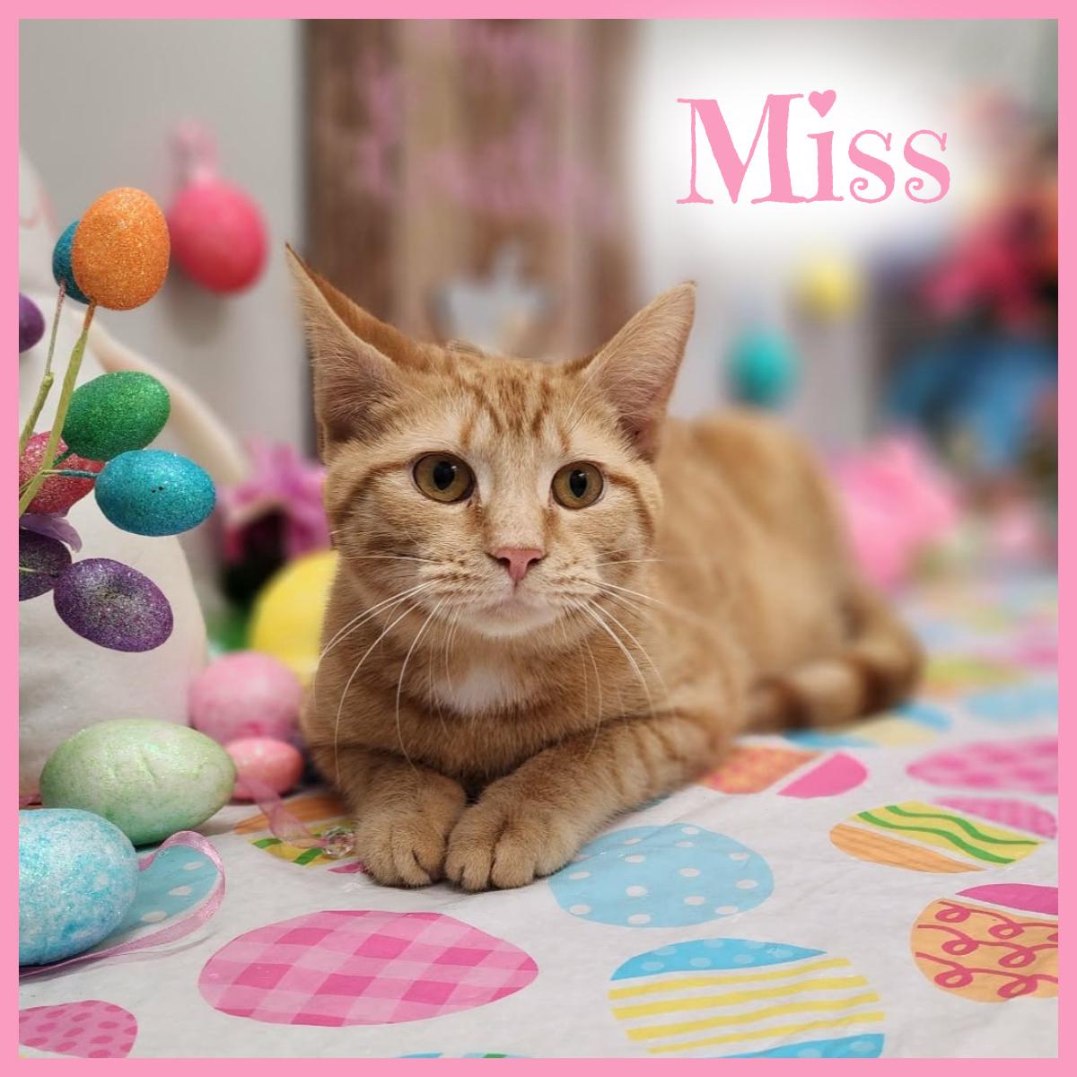 Miss, adopted, Young Female Domestic Short Hair.