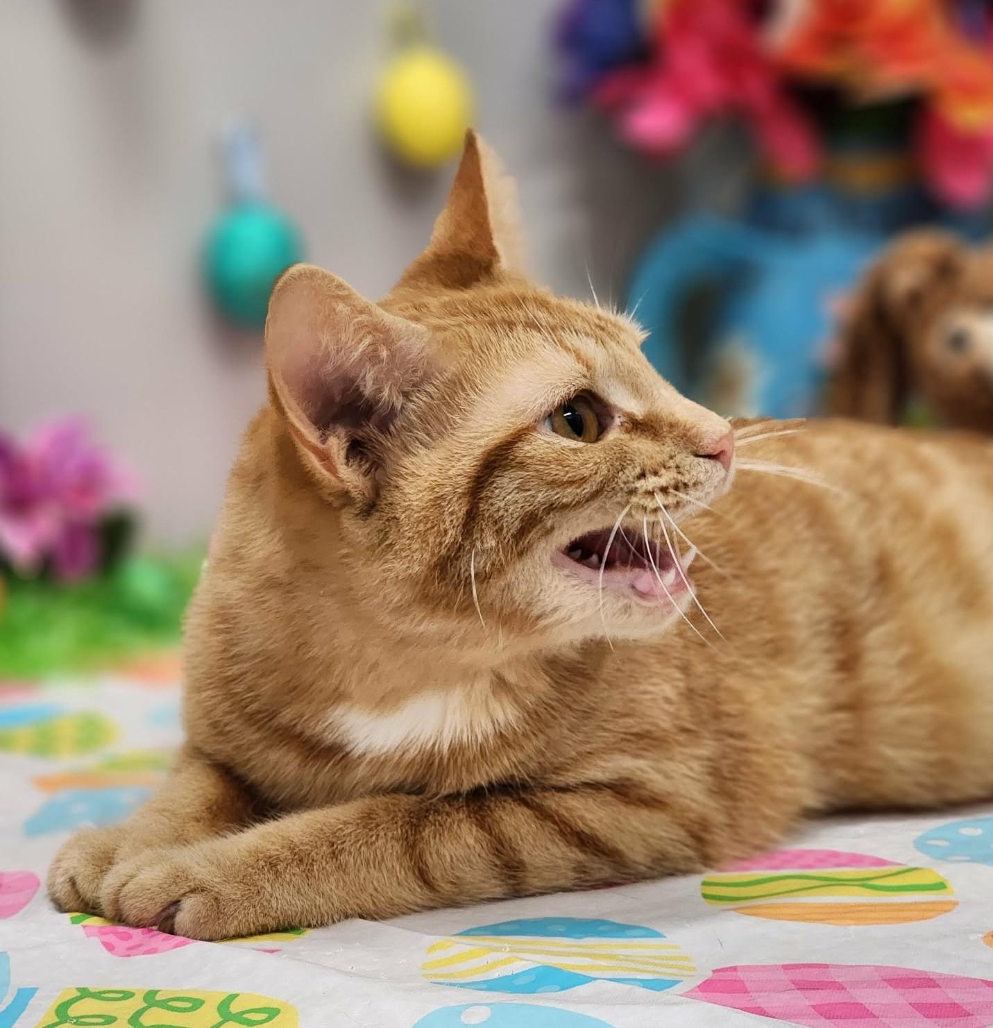 Enlarge Miss, an adopted mixed breed in Wedowee, AL image 2/6