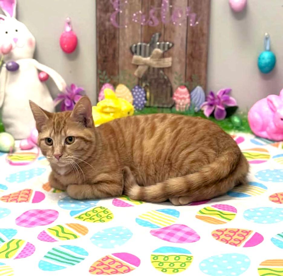 Enlarge Miss, an adopted mixed breed in Wedowee, AL image 4/6