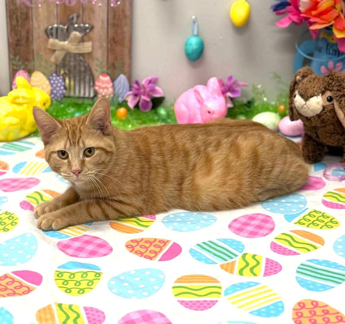 Enlarge Miss, an adopted mixed breed in Wedowee, AL image 6/6