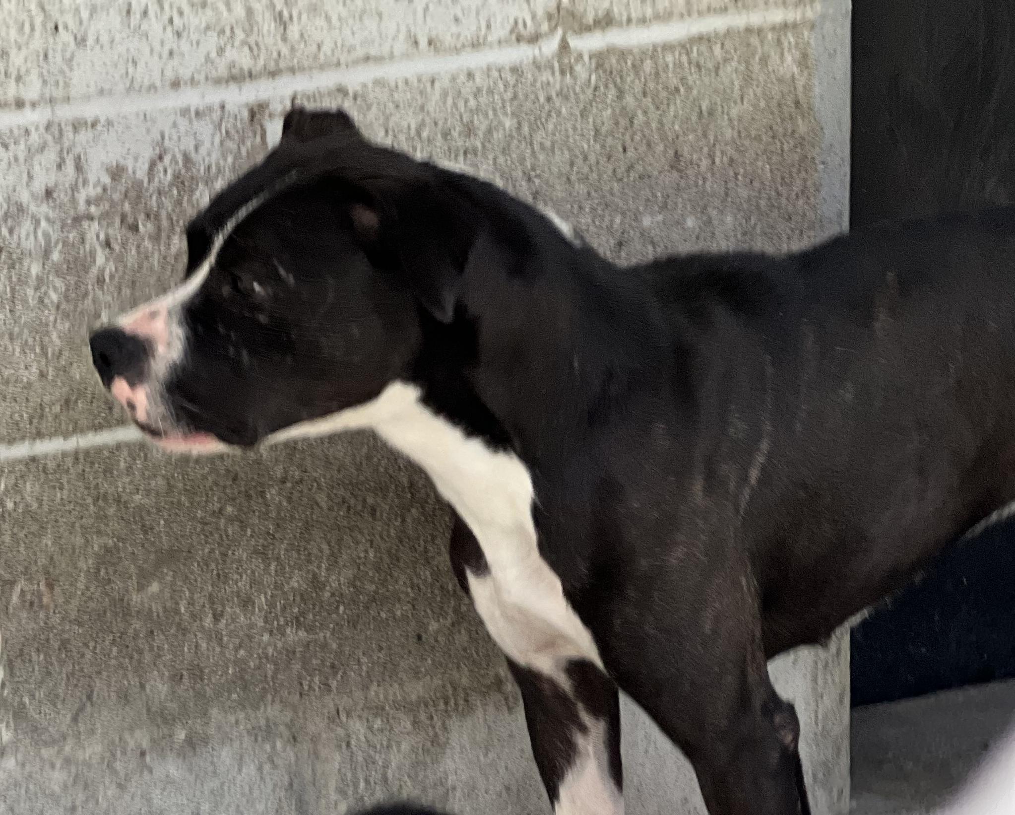 Vanna, Adoptable, Young Female Pit Bull Terrier.