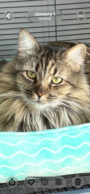 Lola, ADOPTABLE, Senior Female Domestic Medium Hair.