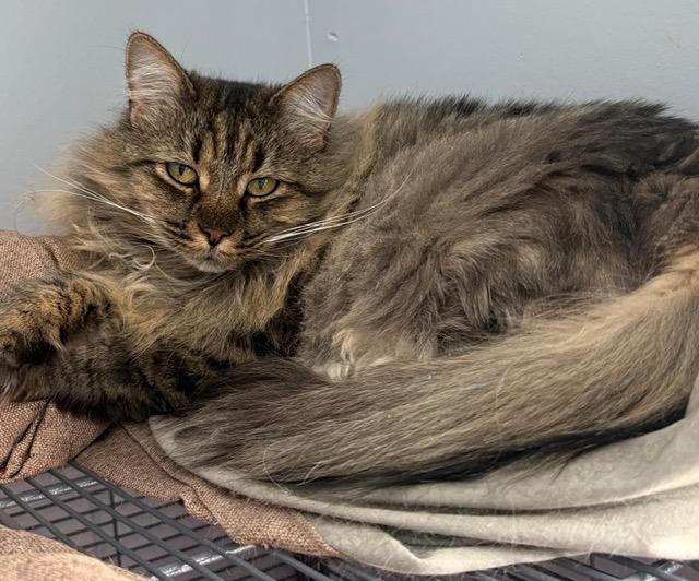 Enlarge Lola, a ADOPTABLE Domestic Medium Hair in Yardley, PA image 2/3