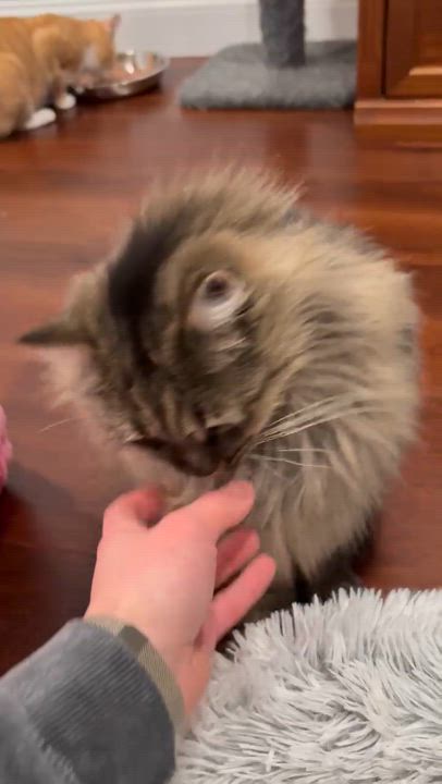 Enlarge Lola, a ADOPTABLE Domestic Medium Hair in Yardley, PA video 3/3