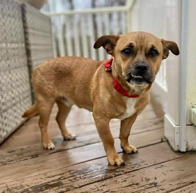 Marky Mark, Adoptable, Puppy Male Hound & Mixed Breed.