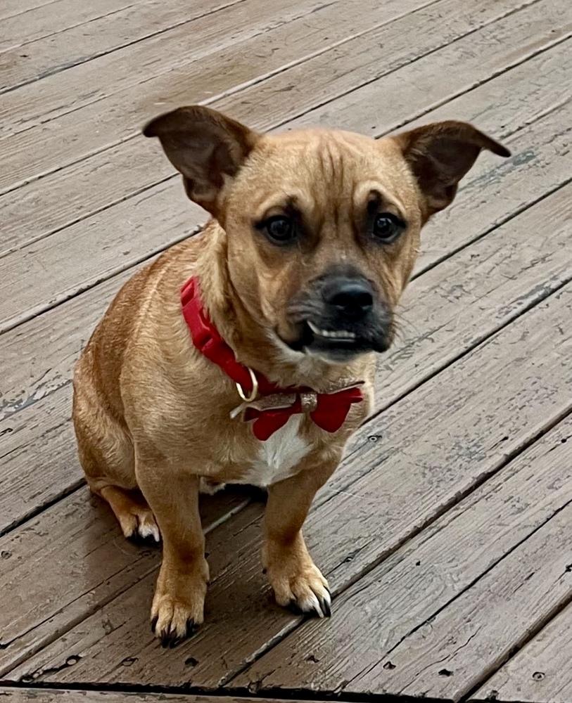 Marky Mark, a Adoptable mixed breed in Middletown, CT image 2/6