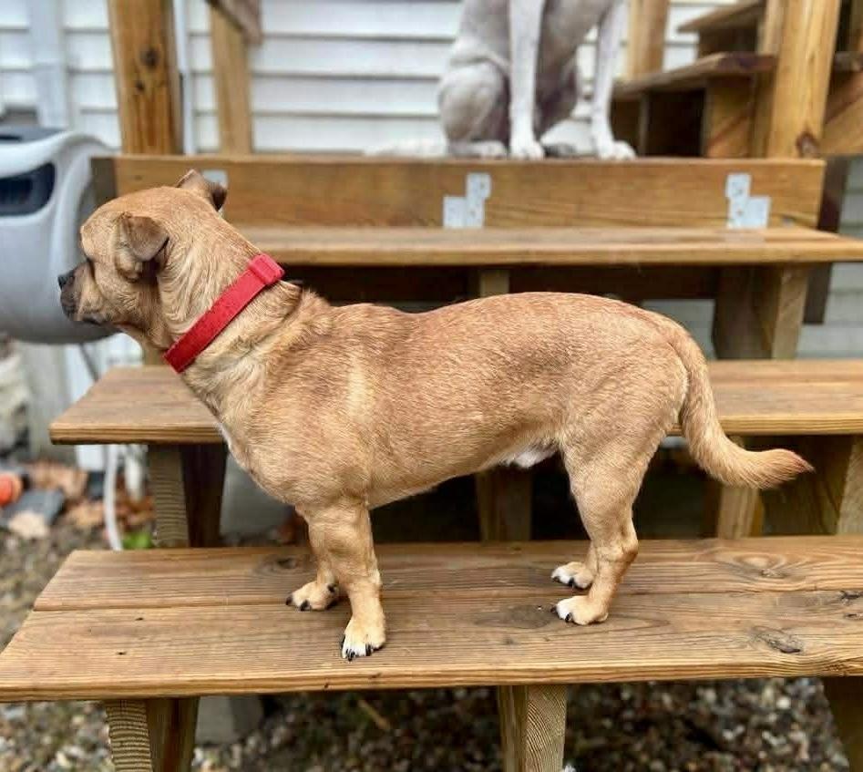 Marky Mark, a Adoptable mixed breed in Middletown, CT image 3/6