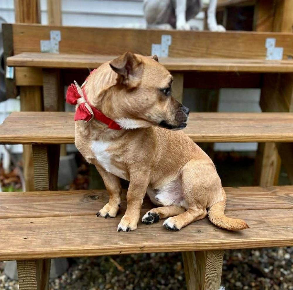 Marky Mark, a Adoptable mixed breed in Middletown, CT image 4/6