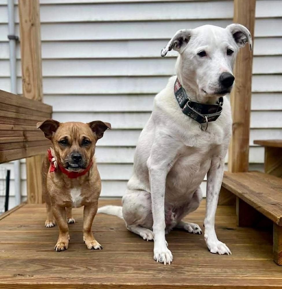 Marky Mark, a Adoptable mixed breed in Middletown, CT image 5/6