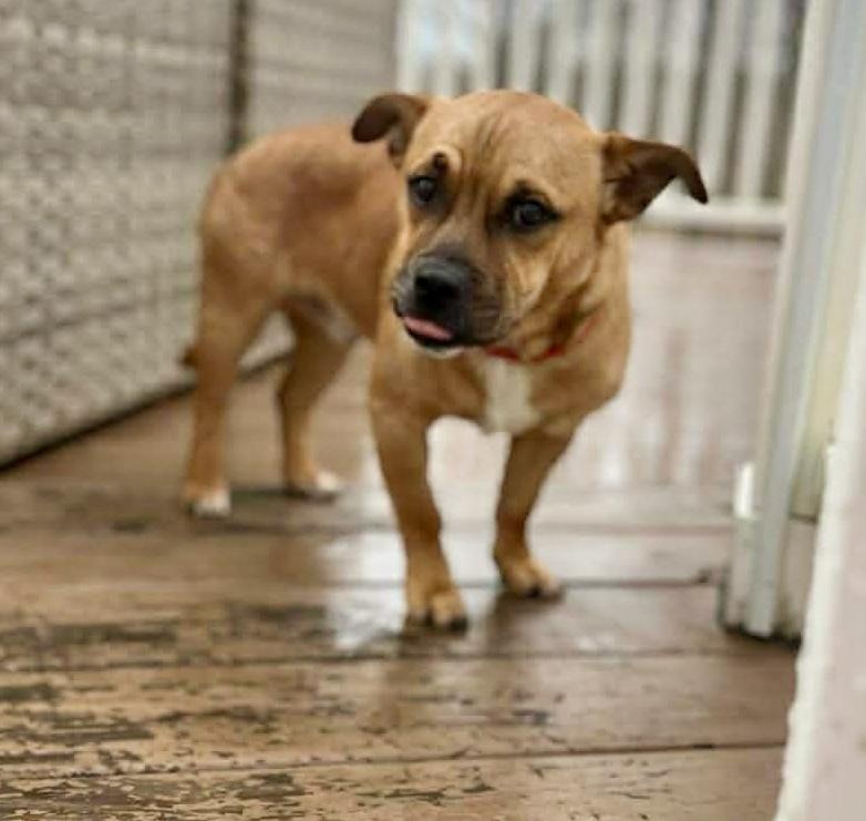 Marky Mark, a Adoptable mixed breed in Middletown, CT image 6/6
