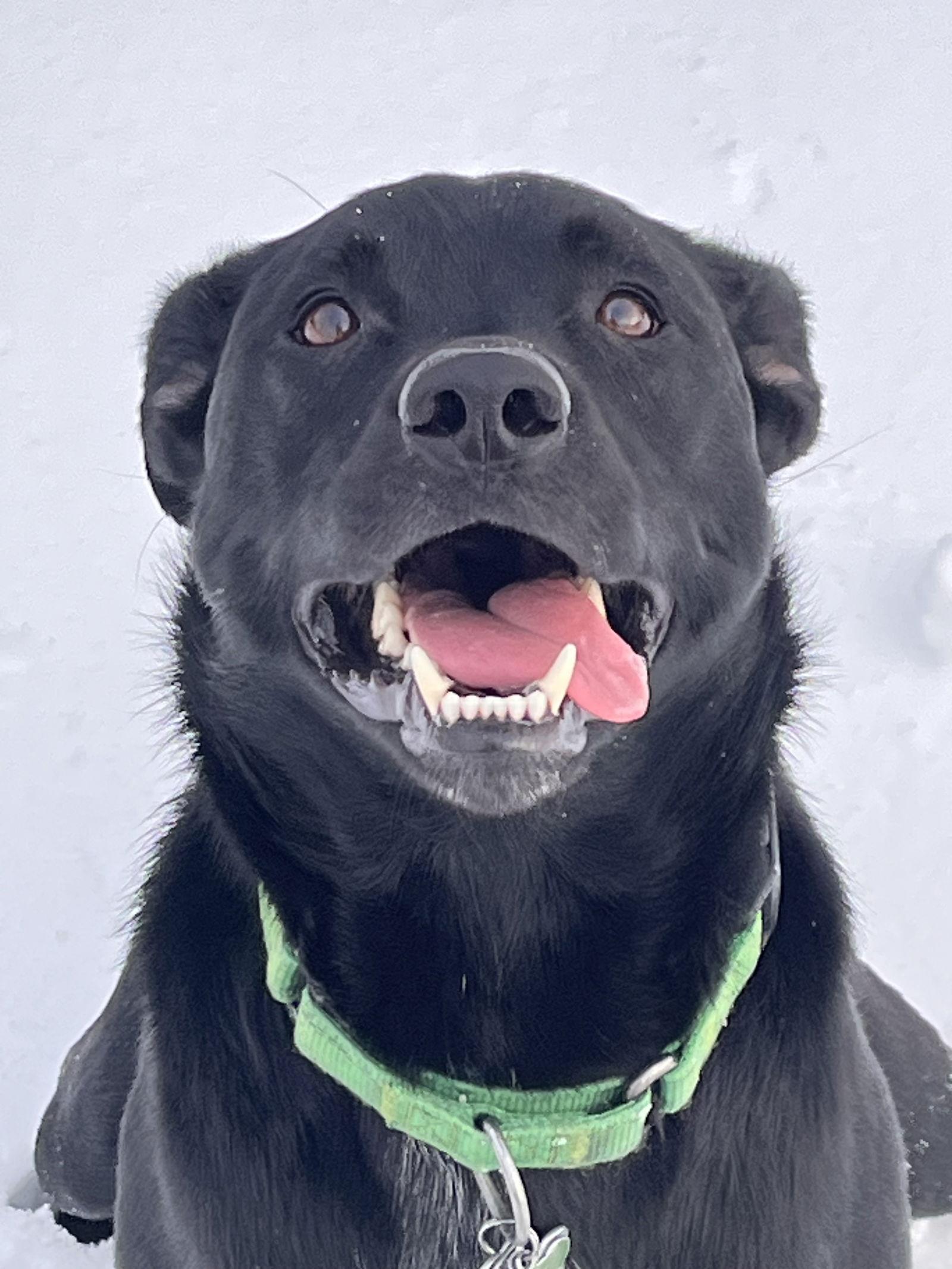 Timber, adopted, Adult Male Labrador Retriever & Australian Cattle Dog / Blue Heeler.