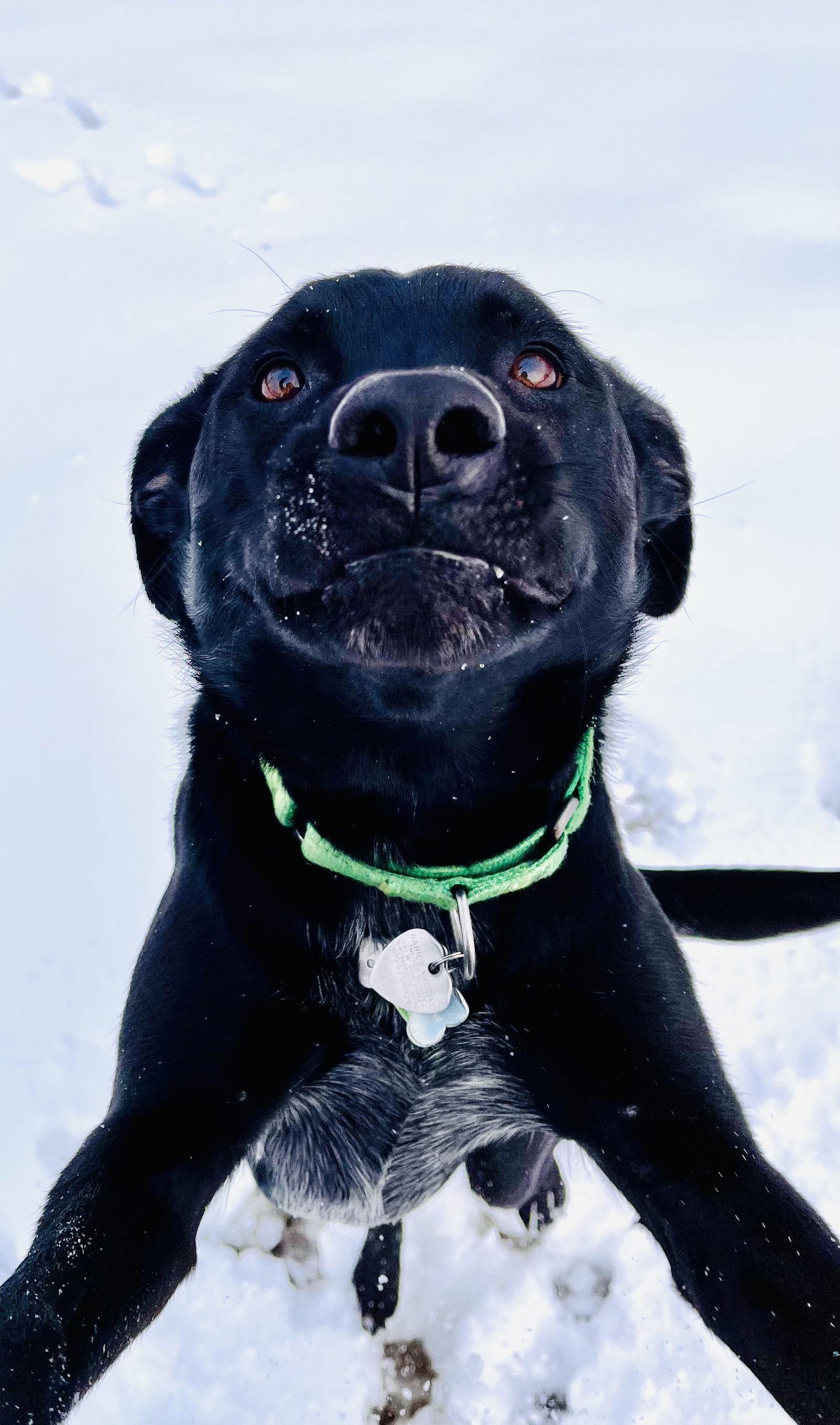 Enlarge Timber, an adopted mixed breed in Pottstown, PA image 2/4